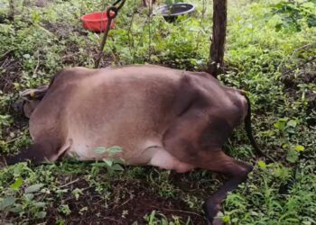 A cow died of electric shock