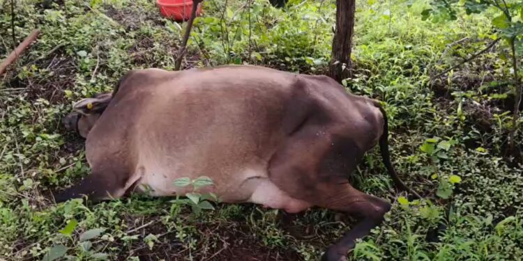 A cow died of electric shock