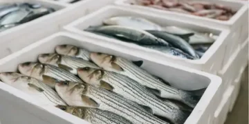 Path cleared for fresh fish exports