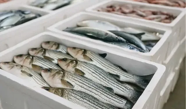 Path cleared for fresh fish exports