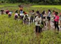 Guhagar High School's rice planting field visit