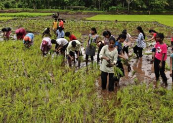 Guhagar High School's rice planting field visit