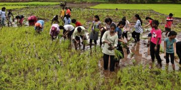 Guhagar High School's rice planting field visit