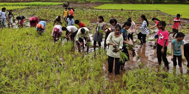 Guhagar High School's rice planting field visit