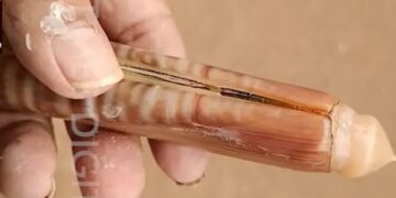 Knife mussel found on Harne beach