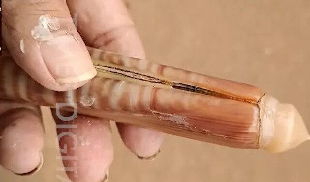 Knife mussel found on Harne beach