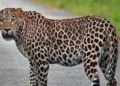 The existence of leopards is in danger.