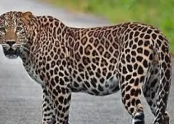 The existence of leopards is in danger.