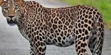 The existence of leopards is in danger.