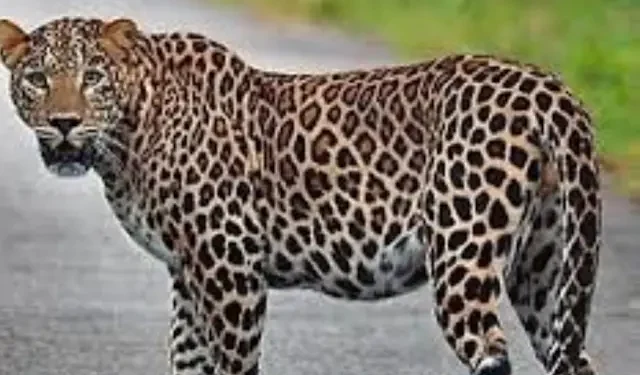The existence of leopards is in danger.