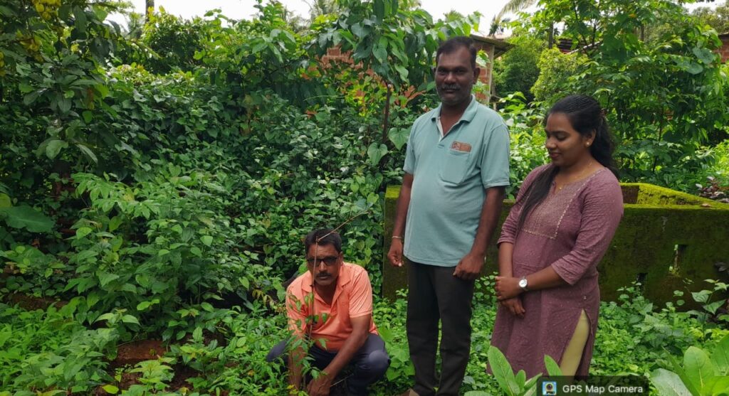Planting of 287 trees in Guhagar