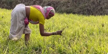 Delayed germination of finger millet seedlings