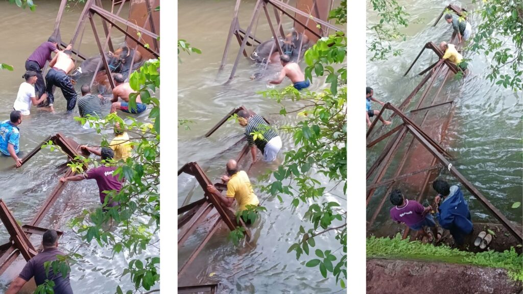 Bull dies after iron bridge collapses