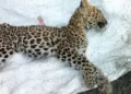 Leopard found dead at Pacherisada