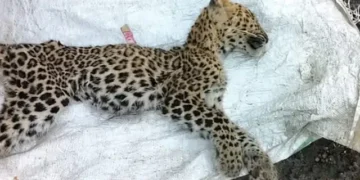 Leopard found dead at Pacherisada