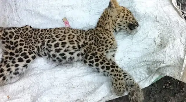 Leopard found dead at Pacherisada