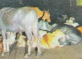 Stray animals on Shringartali road