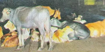 Stray animals on Shringartali road