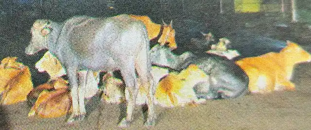 Stray animals on Shringartali road
