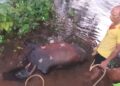 Bull dies after iron bridge collapses