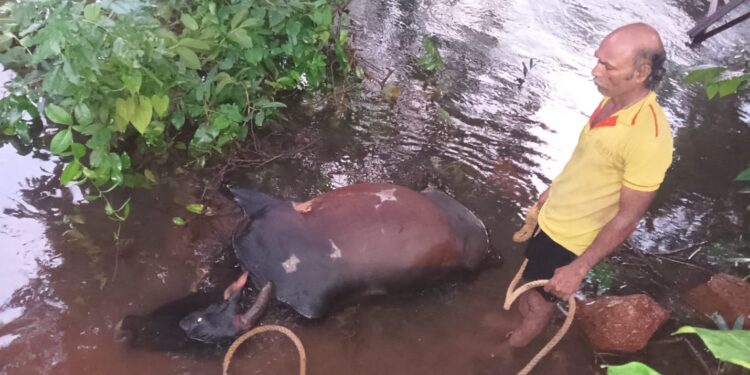 Bull dies after iron bridge collapses