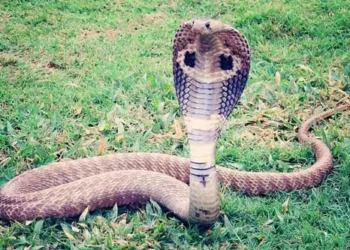 Snakebite declared as 'notified disease'