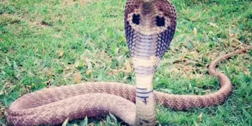 Snakebite declared as 'notified disease'