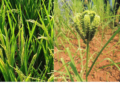 Evening rain is beneficial for agriculture