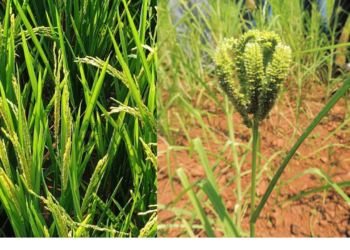 Evening rain is beneficial for agriculture
