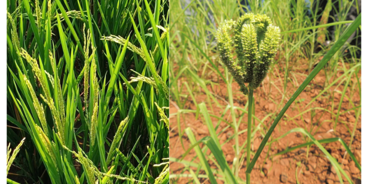 Evening rain is beneficial for agriculture