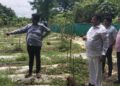 MLA Bhaskar Jadhav inspected the drumstick plantation