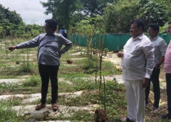 MLA Bhaskar Jadhav inspected the drumstick plantation