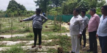 MLA Bhaskar Jadhav inspected the drumstick plantation