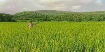 Government's 'roadmap' ready