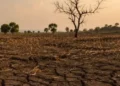 Drought-affected talukas declared