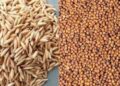 Major damage to rice and finger millet crops