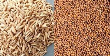 Major damage to rice and finger millet crops