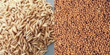 Major damage to rice and finger millet crops