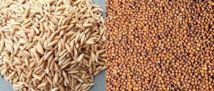 Major damage to rice and finger millet crops