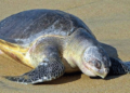 First turtle nest on Guhagar beach