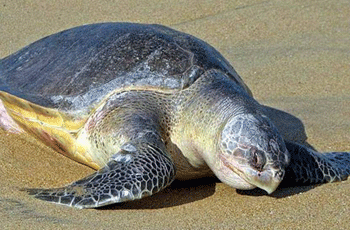 First turtle nest on Guhagar beach