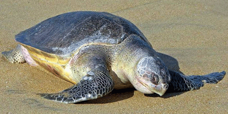 First turtle nest on Guhagar beach